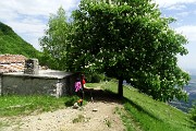 85 Ippostano in piena fioritura